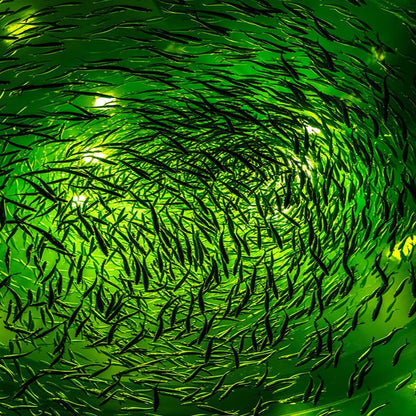 NS 500W LED Underwater Fishing Light 35,000 Lumen Night Fish Attracting Light IP68 Waterproof AC110V